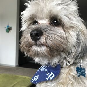 Meet your Posher, Jules